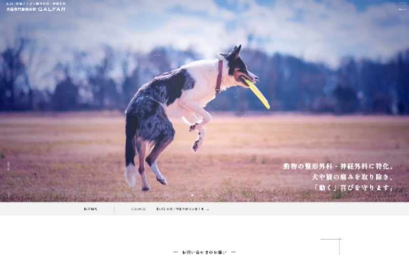 仙台・宮城の犬猫専門動物病院|整形外科・神経外科の手術ならGALFAR/ガルファ―